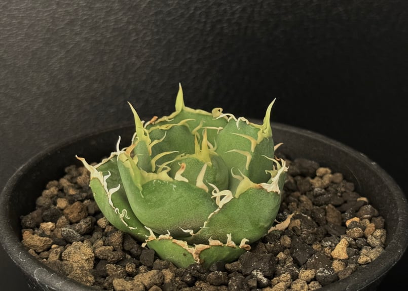 アガベ・チタノタ 緑水鬼(芽)-002｜agave green submariner | Pl