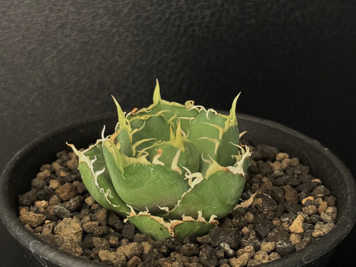 アガベ・チタノタ 緑水鬼(芽)-002｜agave green submariner | Pl