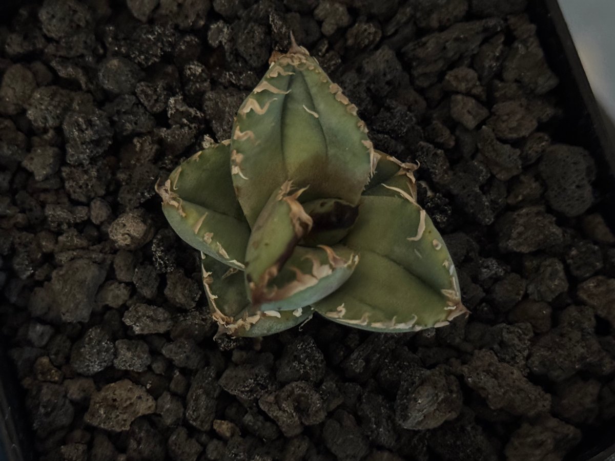 Azemichi 麻花 アガベ アガベ・チタノタ 麻花（芽）-022｜agave Twist Dragon/Ma Hua |