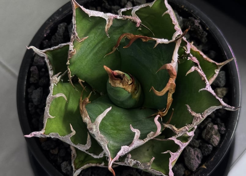 アガベ　チタノタ　シーザー　凱旋 アガベ・チタノタ「凱撒（シーザー）」 3.5号鉢 | | チタノタ銘品