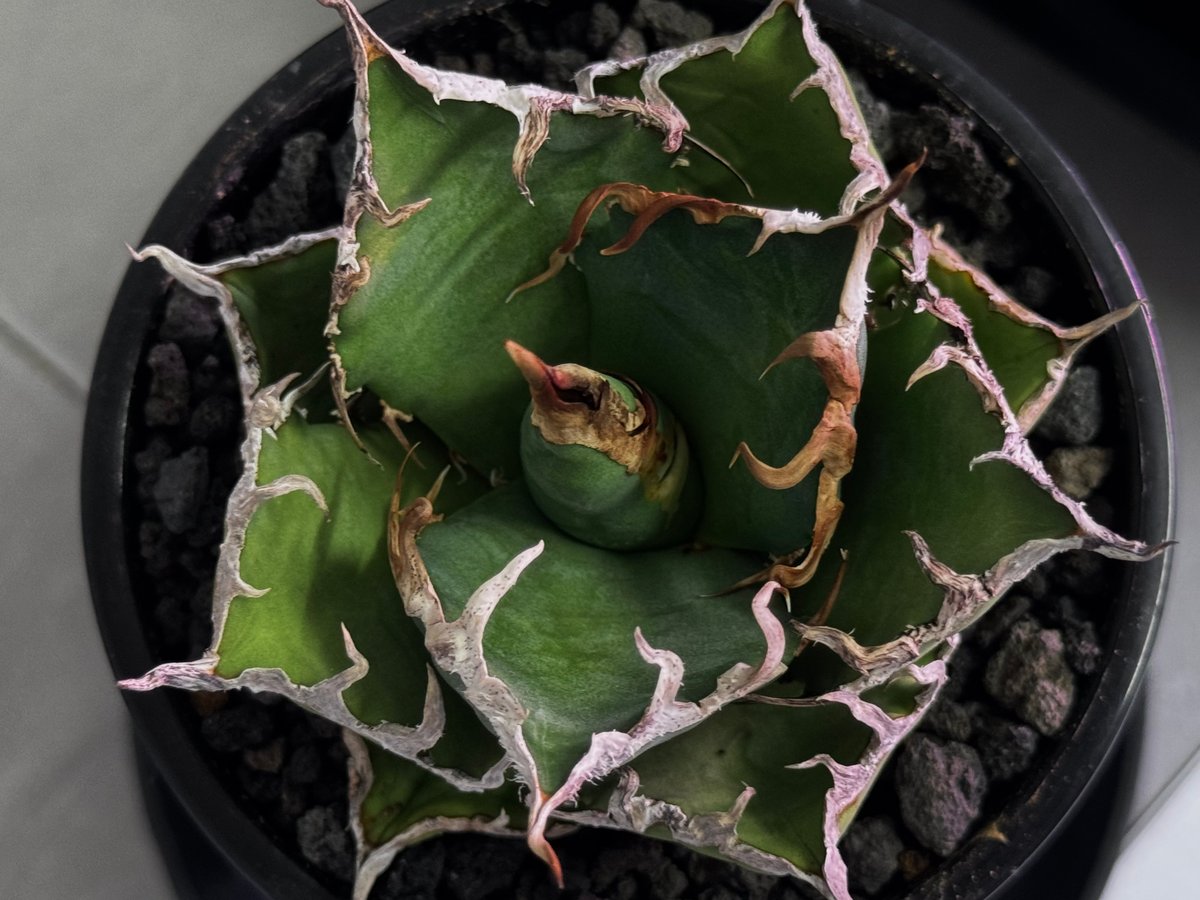 アガベ・チタノタ シーザー/凱撒（小株）-066｜agave titanota caesar