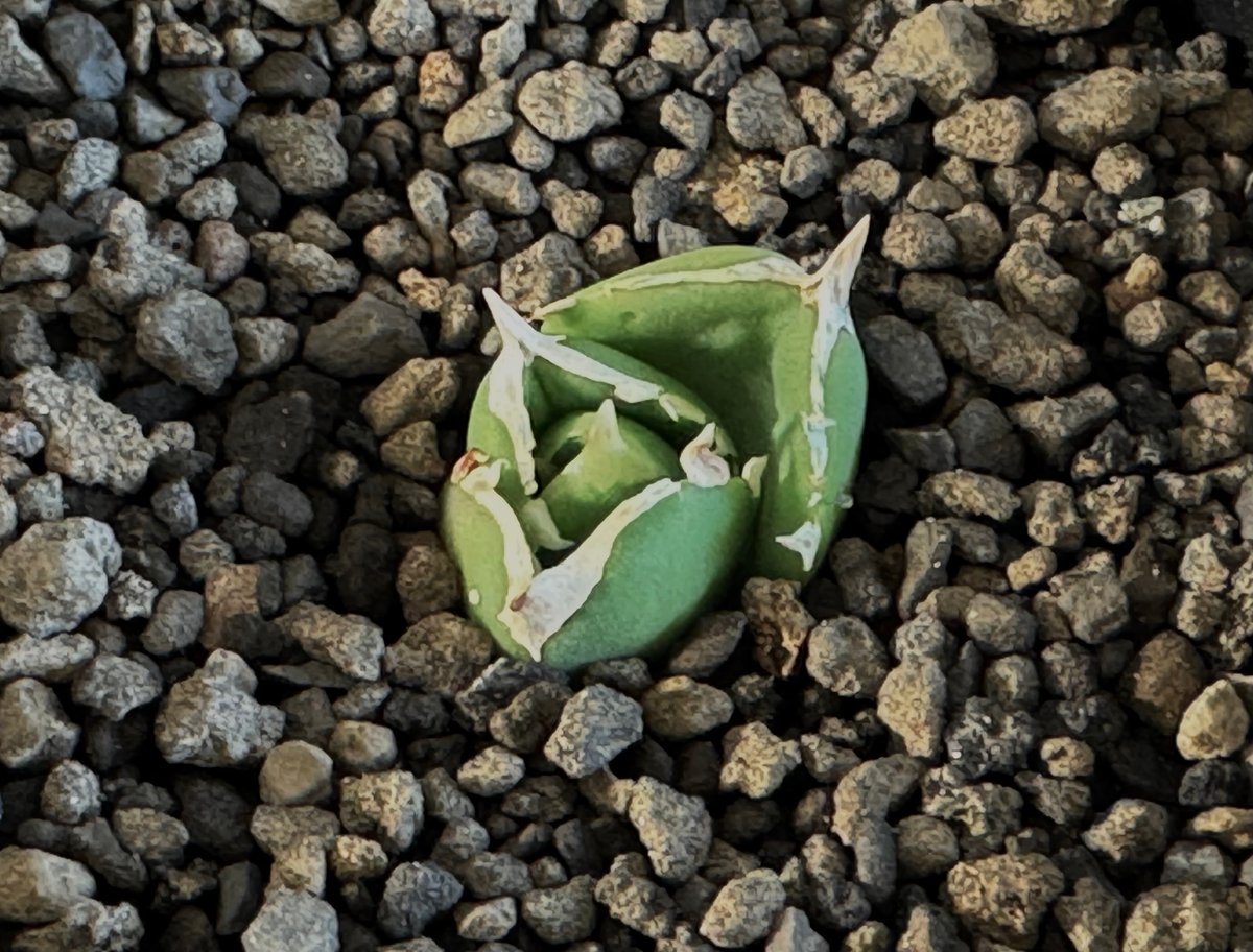 アガベ Dennis 達磨 子株 Agave Titanota DARUMA アガベ Dennis 達磨 子株 Agave Titanota DARUMA