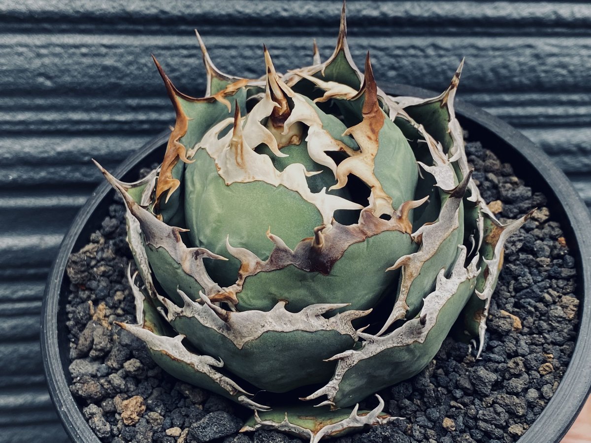 アガベ　agave 烈炎　子株