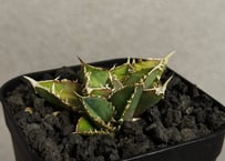 アガベ・チタノタ 阿修羅(小株)-017｜Agave titanota ashura | Pl