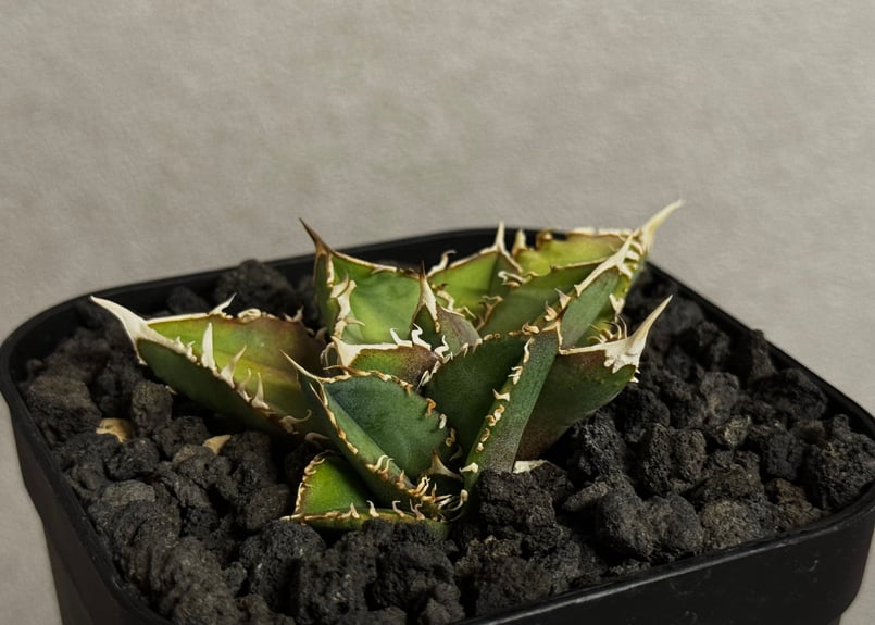 アガベ・チタノタ 白毫刺（芽）-020(子株付)｜agave titanota | Plus_