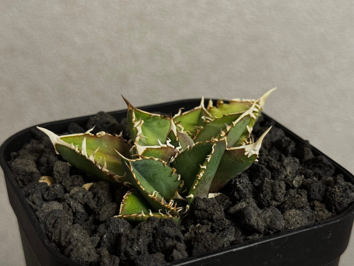 アガベ・チタノタ 白毫刺（芽）-020(子株付)｜agave titanota | Plus_