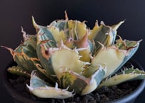「新商品」に関するプレスリリース アガベ・チタノタ 白幽霊（芽）-003｜agave titanota white アガベ