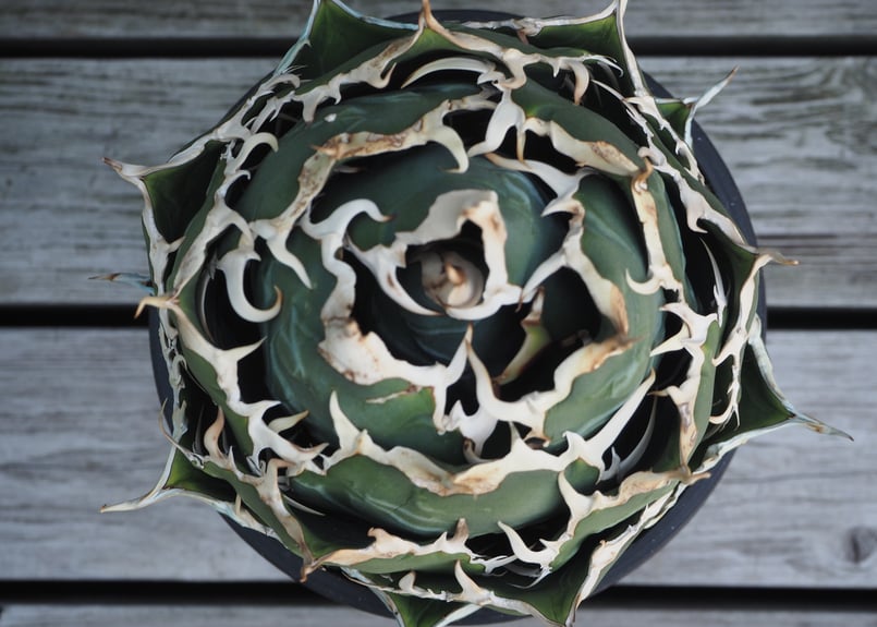 アガベ・チタノタ白鯨(ボールタイプ)大-066|agave titanota アガベ・チタノタ白鯨(ボールタイプ)大-066|agave titanota