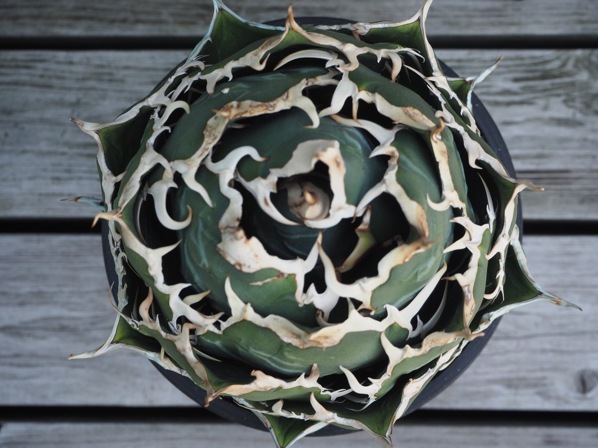 アガベ・チタノタ白鯨(ボールタイプ)大-066|agave titanota アガベ・チタノタ白鯨(ボールタイプ)大-066|agave titanota