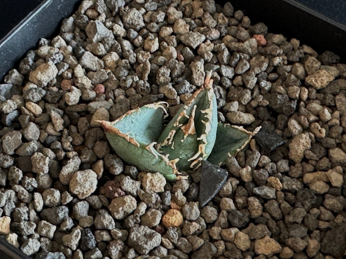 アガベ・チタノタ 繁星（芽）-022｜agave titanota star‐studded