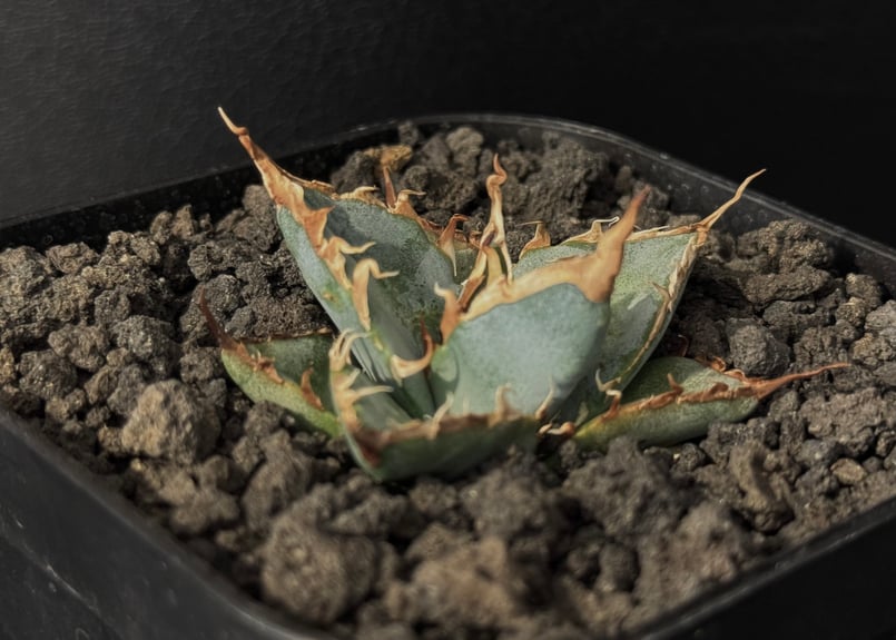 アガベ・チタノタ LQH_土(芽)007|agave titanota saturn | Pl アガベ・チタノタ LQH_土(芽)007|agave titanota saturn | Pl