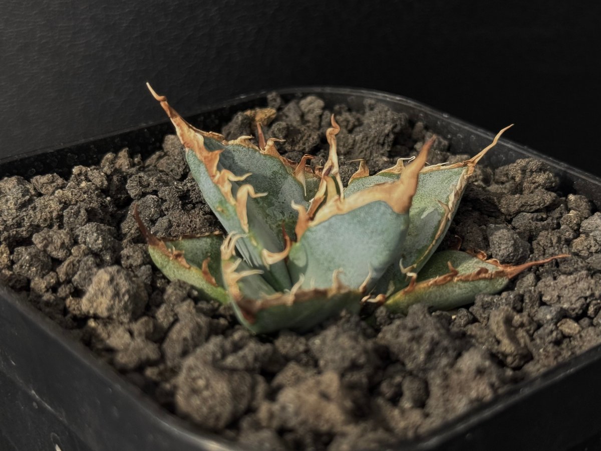 アガベ・チタノタ LQH_土(芽)007|agave titanota saturn | Pl アガベ・チタノタ LQH_土(芽)007|agave titanota saturn | Pl