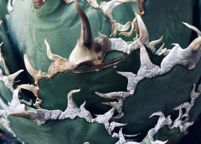 アガベ・チタノタ 圓葉拇指(フィリグリー)_ボールタイプ-005｜agave