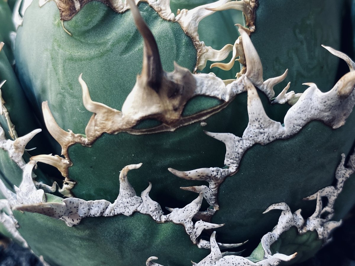 アガベ チタノタ　オテロイ　フィリグリー　超ボールタイプ アガベ チタノタ オテロイ フィリグリー 超ボールタイプ アガベ