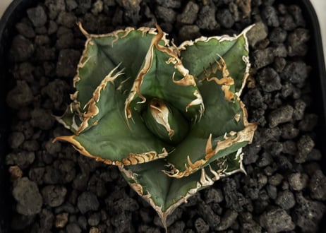 アガベ・チタノタ LQH_火（芽）-003｜agave titanota mars