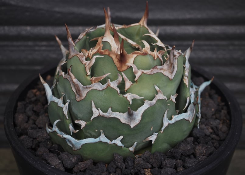 アガベ・チタノタ フクロウ/海豹（ボールタイプ:大）-006｜agave