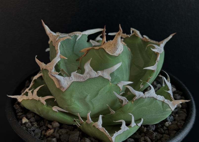 アガベ・チタノタ 中国螃蟹（厳選コンパクト）- 001｜agave