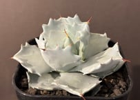 アガベ・チタノタ 鳳凰 子株-001｜agave titanota Phoenix | Pl