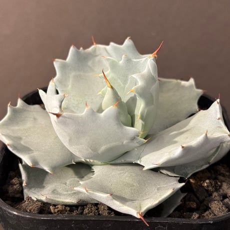 多肉植物 アガベ イシスメンシス 白銀兜蟹 極上大株 多肉植物 アガベ イシスメンシス 白銀兜蟹 極上大株