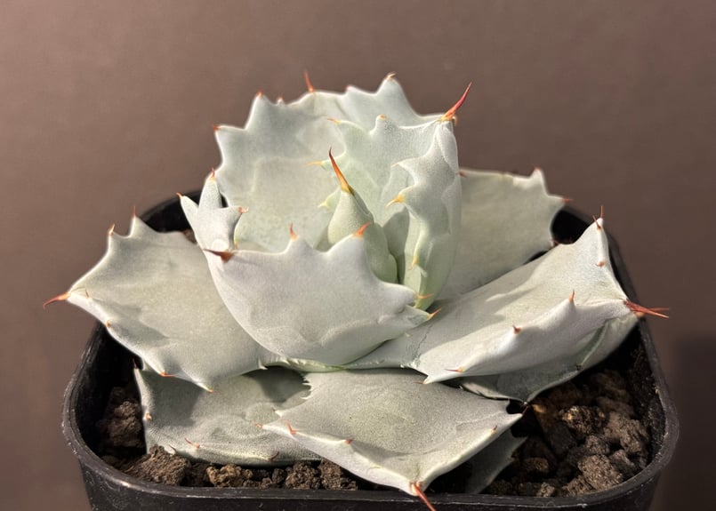 アガベ　イシスメンシス　白銀甲蟹　親株 アガベ・白銀甲蟹｜（芽）-003｜ agave isthmensis | Plus_Plant