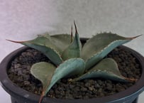 アガベ・チタノタ 魚刺_小株-001｜agave titanota fish_spine |