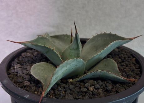 CATEGORY agave｜アガベ | Plus_Plants STORE