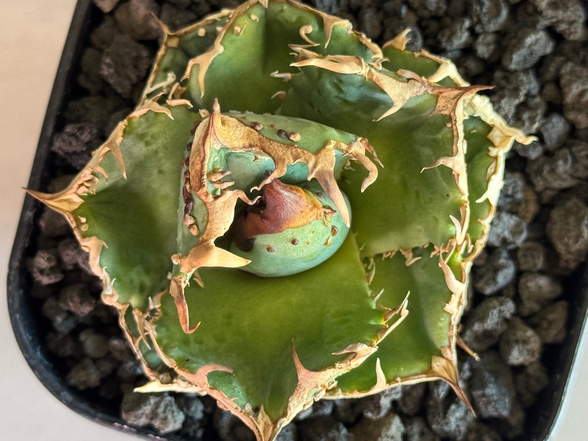 アガベ・チタノタ 疣猪/丸叶背刺（芽）-012｜agave titanota warthog