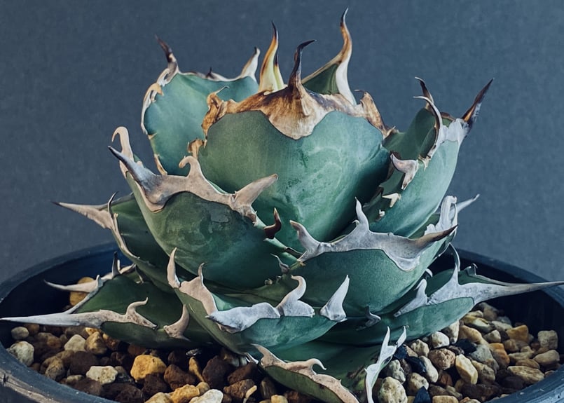 AGAVE TITANOTA HADES アガベ　チタノタ　ハデス