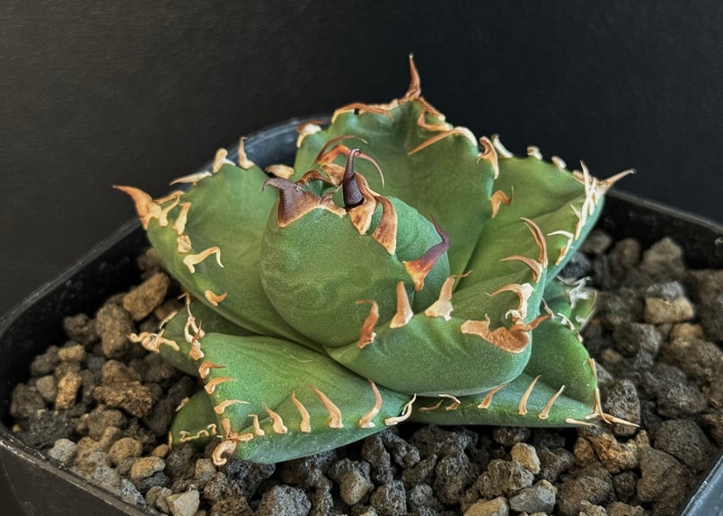 ryu.　アガベ　2株　姫厳【TD52801】 魔丸　【MG52801】 アガベ チタノタ 姫巌竜 肉厚 良型 Agave Titanota 'Dwarf