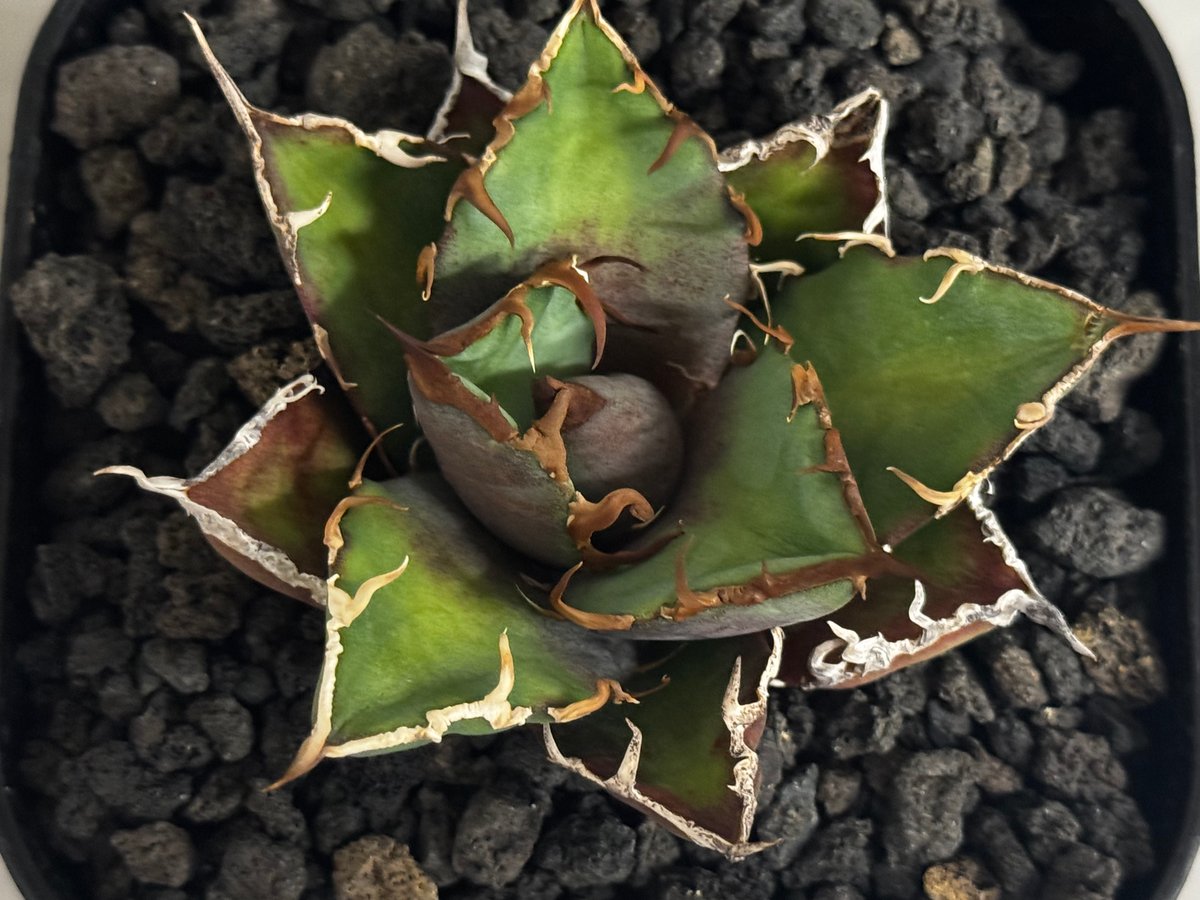 アガベ・チタノタ シーザー/凱撒（芽）-061｜agave titanota caesar |