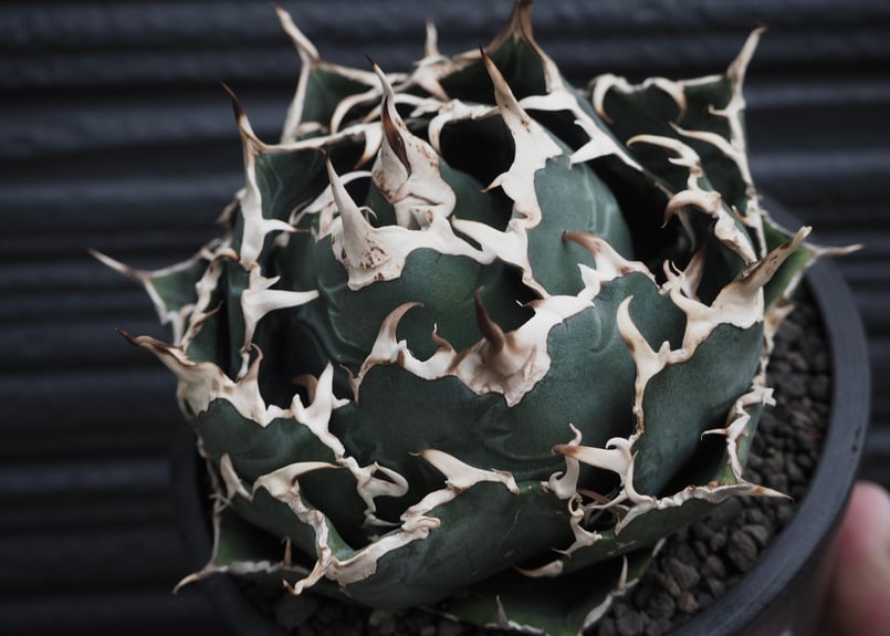 アガベ・チタノタ白鯨（ボールタイプ）中-062｜agave titanota white wh...