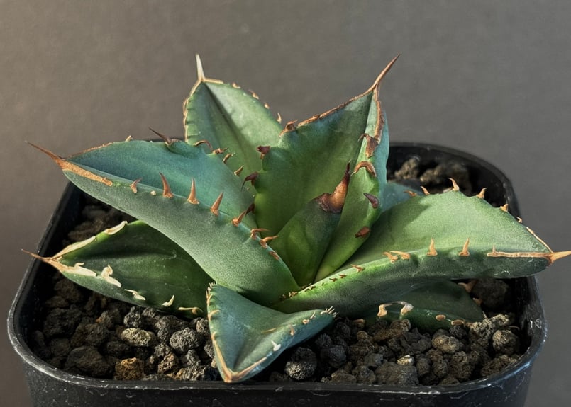 アガベ チタノタ フィリグリー 圓葉拇指 LIZE血統 アガベ チタノタ フィリグリー (圓葉拇指) / Agave titanota 'Filigr