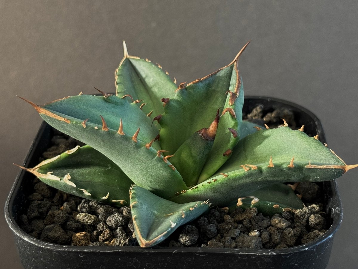 アガベ・チタノタ 白火焔(芽/Lize血統)-023｜agave titanota white