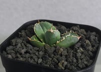 アガベ　Berlin産　皇冠　直子　② 2026年最新】皇冠 アガベの人気アイテム - メルカリ