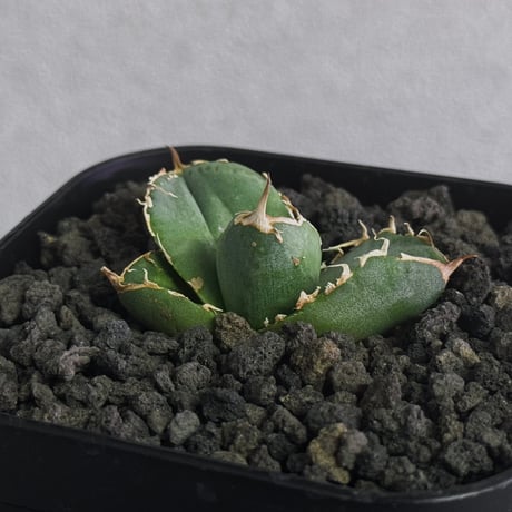 アガベ疣猪 | STORES