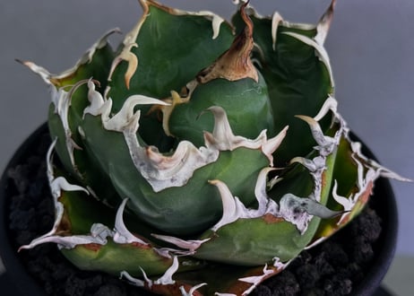 アガベ・チタノタ白鯨（厳選コンパクト）-048｜agave titanota white whale