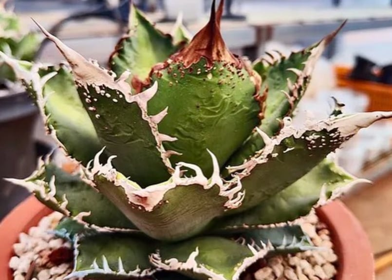 アガベ・チタノタ 蒼龍(芽)-005｜agave titanota blue dragon |