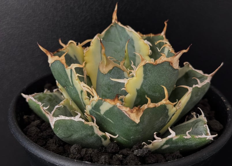 アガベコレクション株　白鯨 RAFLUMコレクション】アガベ チタノタ 