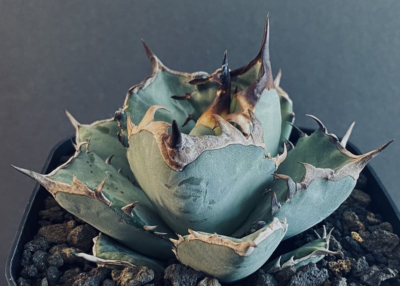アガベ　阿修羅　オテロイ　チタノタ 現品お届け】アガベ 4号 チタノタ 阿修羅 Agave titanota