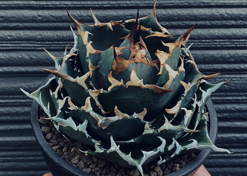 アガベ・チタノタ 夕映厳竜-006｜agave titanota Solar Eclipse