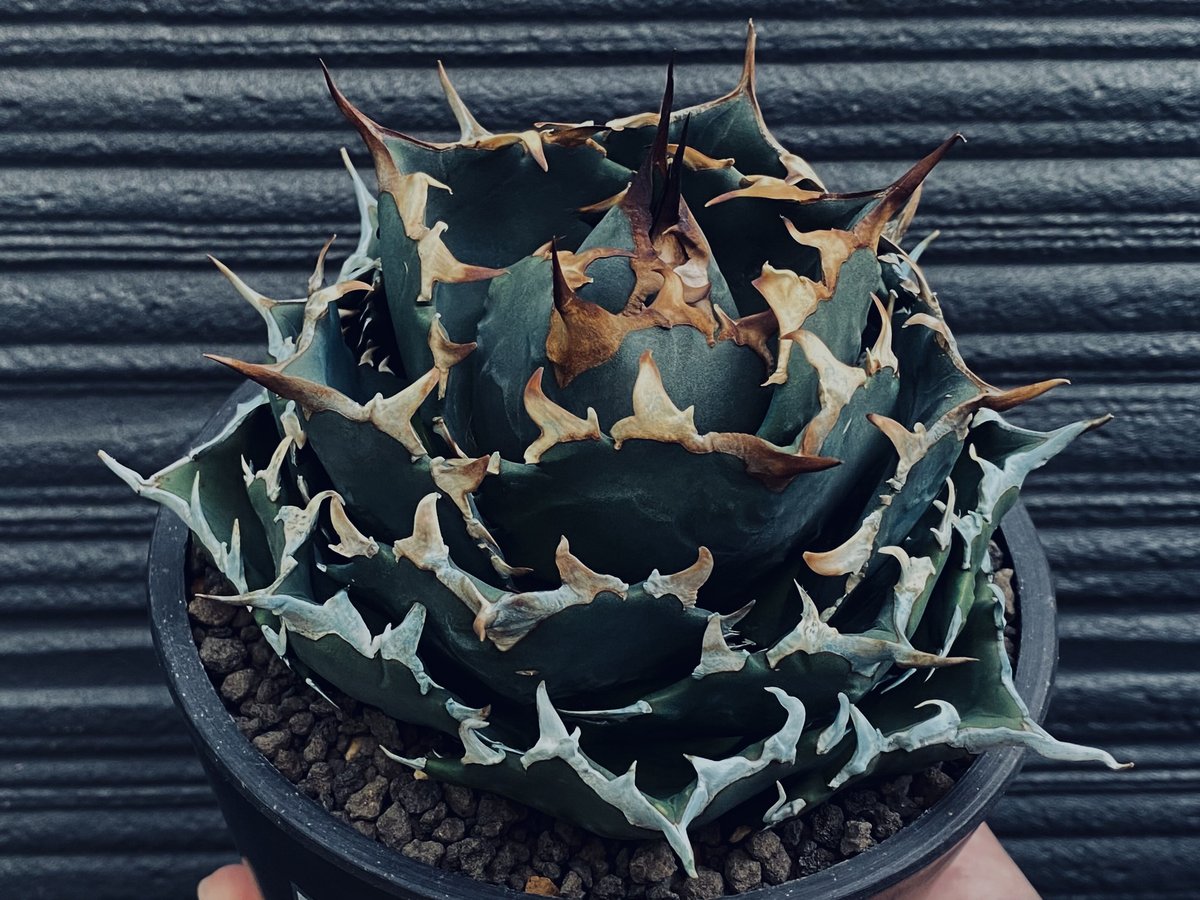 AGAVE TITANOTA GODZILLA OC 胴切り子株 AGAVE TITANOTA GODZILLA OC 胴切り子株