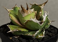 アガベ・チタノタ 白毫刺（芽）-017｜agave titanota | Plus_Plant