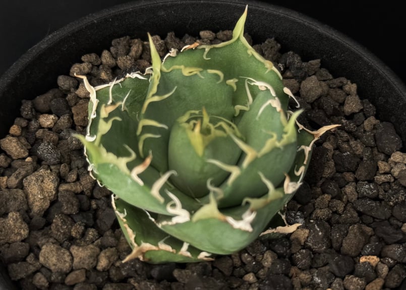 アガベ　チタノタ アガベ・チタノタ 緑水鬼(芽)-002｜agave green submariner | Pl