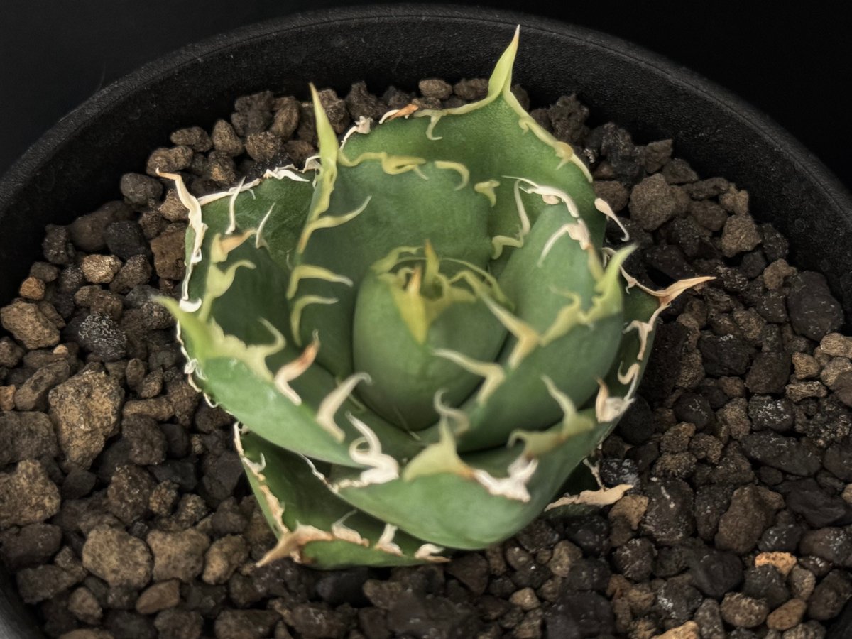 アガベ アガベ・チタノタ 緑水鬼(芽)-002｜agave green submariner | Pl