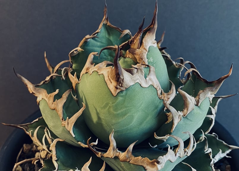 アガベ・チタノタ シーザー/CJ血統(凱撒)芽-004|agave titanota caes... アガベ チタノタ シーザー Caesar 凱撒 台湾 Lize血統 親株