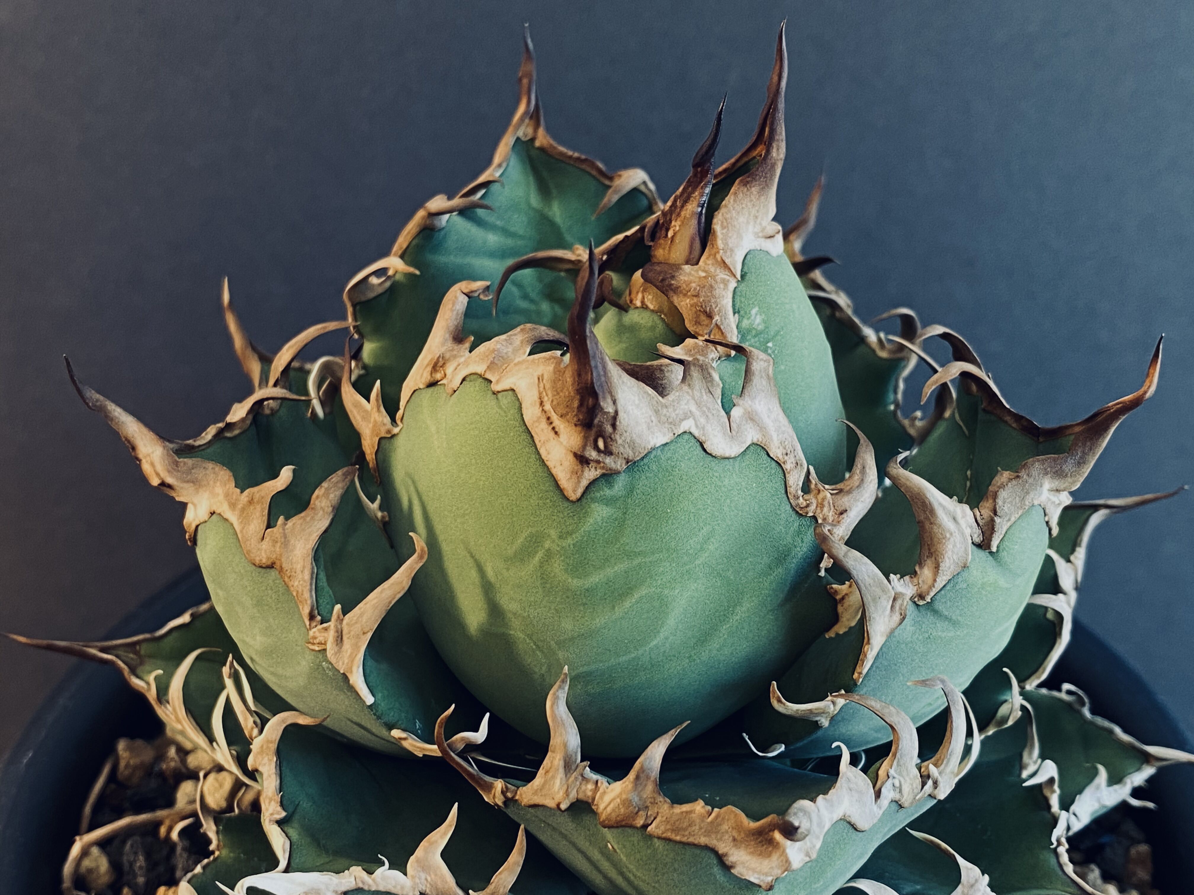 双頭】アガベ・チタノタ シーザー/CJ血統（凱撒）芽-006｜agave