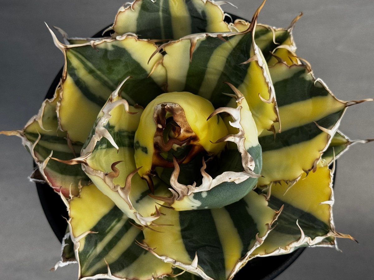 アガベ・チタノタ白鯨（縞斑）中-002｜agave titanota white whale