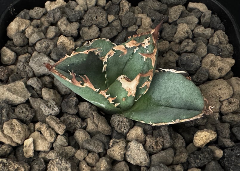 アガベ・チタノタ 鰐亀(芽)-010|agave titanota alligator sna アガベ・チタノタ 鰐亀(芽)-010|agave titanota alligator sna