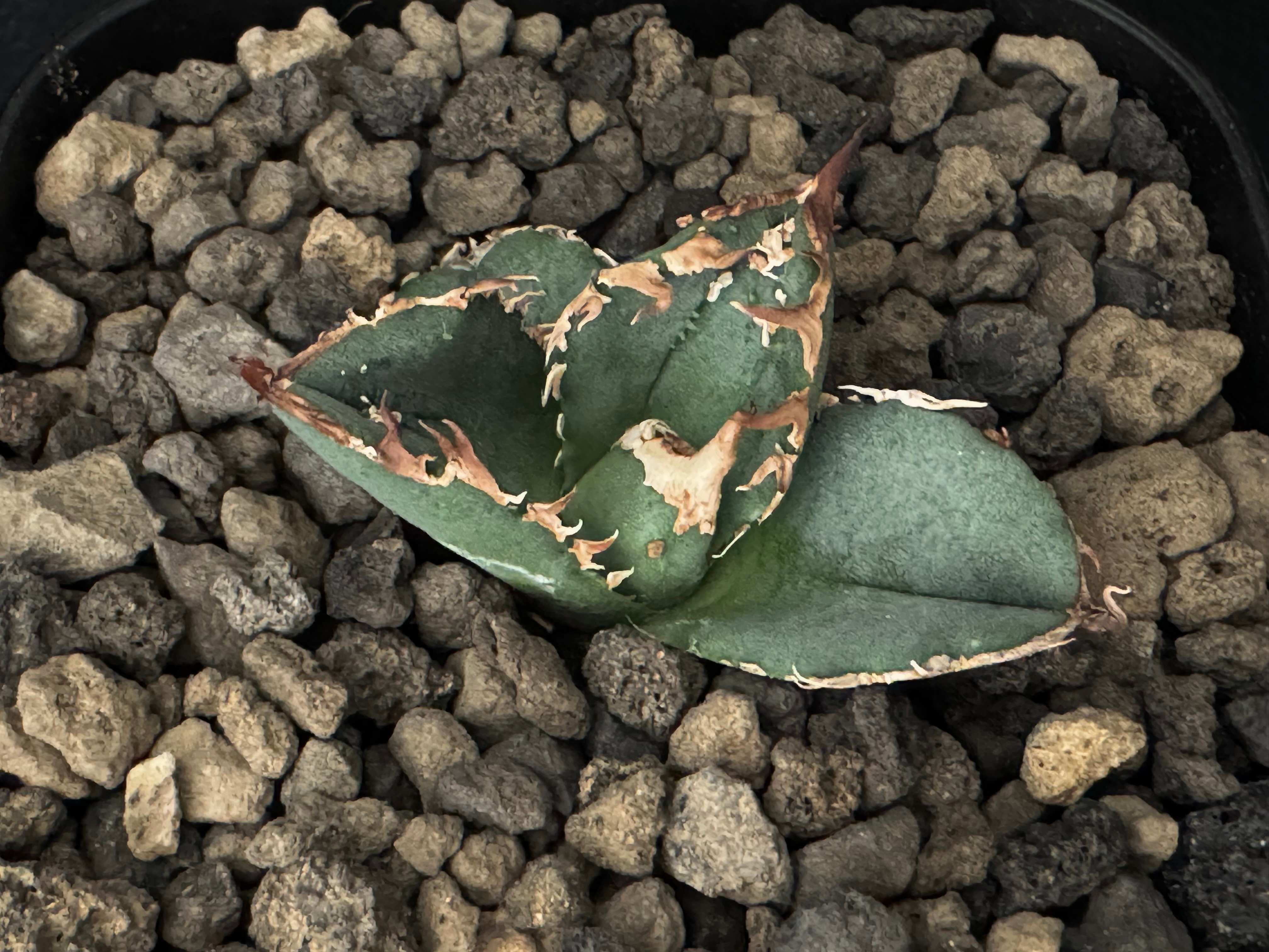 アガベ・チタノタ 鰐亀（芽）-010｜agave titanota alligator sna