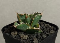 アガベ・スーパーチタノタ（芽）-003｜agave super titanota